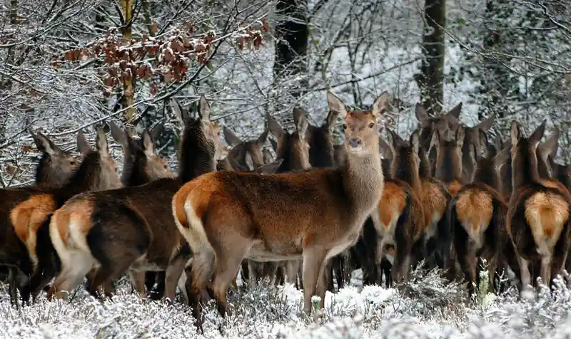 A group of deer in a snowy forest. One gazes back at the camera.