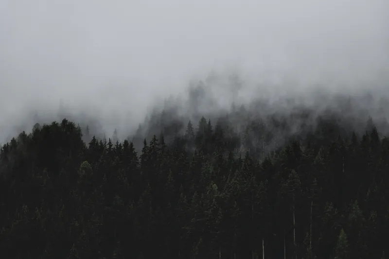 A dark, misty forest with many densely packed trees, reminiscent of the landscape in Forks